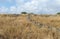 The remnants of the megalithic complex of the early Bronze AgeÂ Wheels of Spirits,Rujum Al-Hiri, Gilgal Rephaeem on the Golan Hei